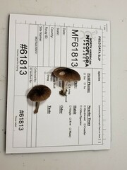 Pluteus septocystidiatus