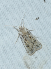 Agrotis ripae