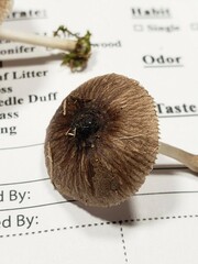 Pluteus septocystidiatus