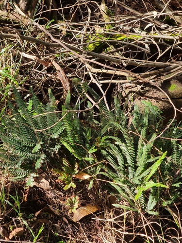 Adiantum hispidulum image