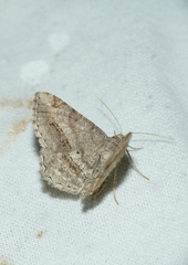 Chiasmia aestimaria