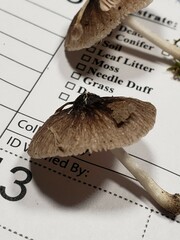 Pluteus septocystidiatus