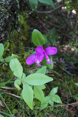 Polygaloides paucifolia