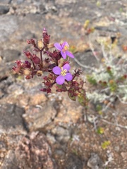 Heterocentron subtriplinervium