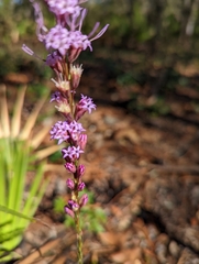 Liatris quadriflora