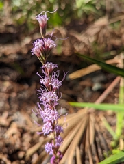 Liatris quadriflora