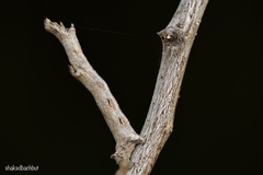 Coenina dentataria
