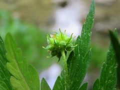 Anemonoides ranunculoides