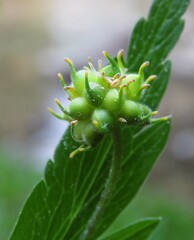 Anemonoides ranunculoides