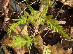 Dryopteris carthusiana