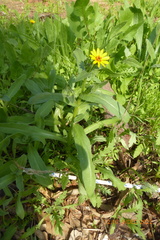 Calendula arvensis