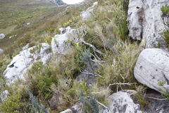 Amphithalea imbricata