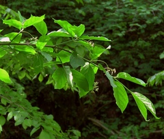 Euonymus latifolius