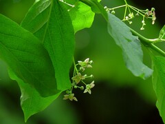 Euonymus latifolius