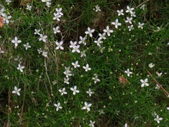 Moehringia muscosa