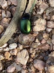 Chrysolina auripennis