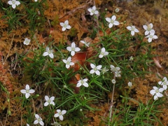 Moehringia muscosa