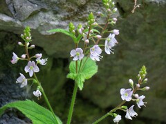 Veronica urticifolia