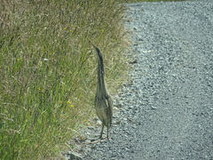 Botaurus poiciloptilus