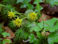 Waldsteinia ternata trifolia