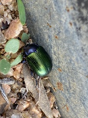 Chrysolina auripennis