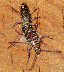 Megacyllene acuta