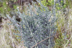 Amphithalea imbricata