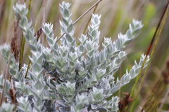 Amphithalea imbricata