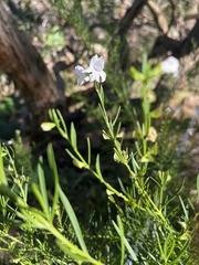 Prostanthera nivea