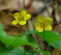 Waldsteinia ternata trifolia