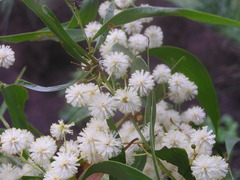 Acacia binervata