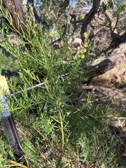 Prostanthera nivea