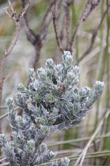 Amphithalea imbricata