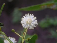 Acacia binervata