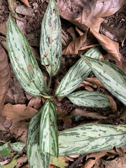 Aglaonema