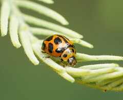 Peltoschema oceanicum