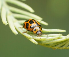 Peltoschema oceanicum