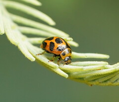 Peltoschema oceanicum