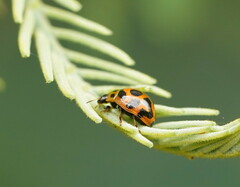 Peltoschema oceanicum