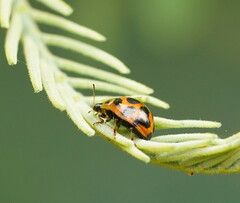 Peltoschema oceanicum