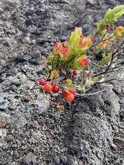 Vaccinium calycinum
