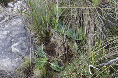 Lichtensteinia lacera