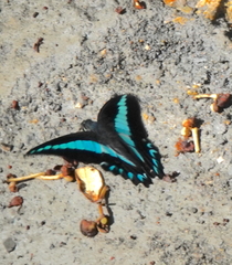 Graphium anthedon