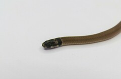 Tantilla melanocephala