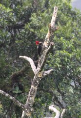 Campephilus guatemalensis