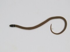 Tantilla melanocephala