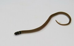 Tantilla melanocephala