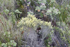 Aspalathus ericifolia ericifolia