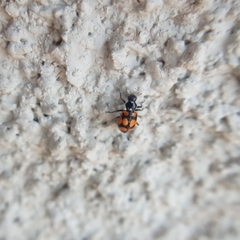 Eriopis chilensis