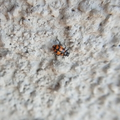 Eriopis chilensis